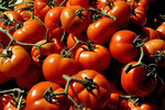 Provencalische Tomaten
