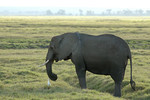 Afrikanische Elefantenkuh