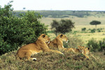 Löwen mit Nachwuchs
