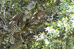 "Baum-Leopard"