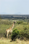 Masai-Giraffe