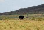 Masai-Strauss