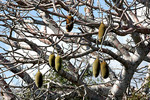 Baobab-Früchte