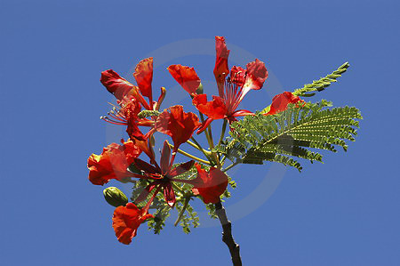 Flammenbaum-Blüten