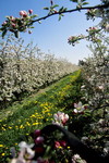Apfelblüte im Alten Land