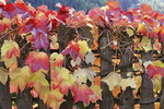 Weinlaub in Herbstfaerbung