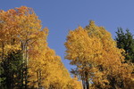 Birken im goldenen Herbst