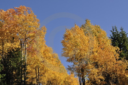 Birken im goldenen Herbst