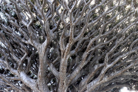 Drachenbaum auf Teneriffa