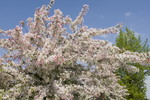 Blühender Zierapfelbaum