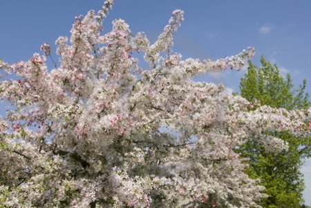 Blühender Zierapfelbaum