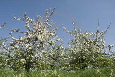 Apfelblüte