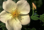 Weisse Wildrosenblüte mit Knospe