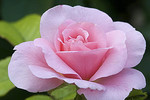 Rosenblüte pink