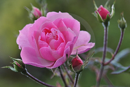Rosenblüten, pink