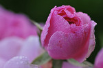 Rosenblüte, pink
