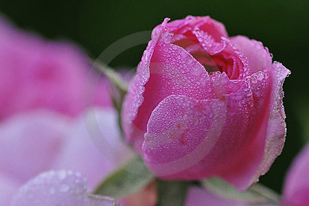 Rosenblüte, pink