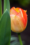 Tulpenbluete im Morgentau