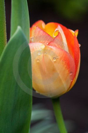 Tulpenbluete im Morgentau