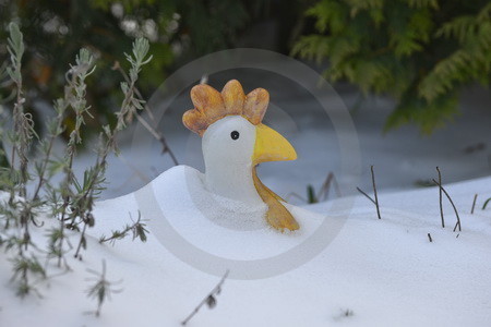 Huhn im Schnee