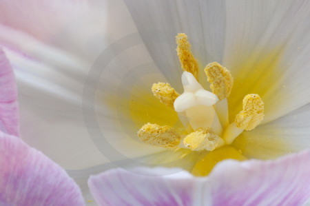 Tulpenbluetendetail