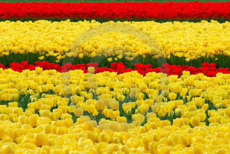 Tulpenfeld, gelb und rot