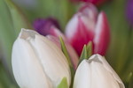 Tulpenblueten weiss und rot