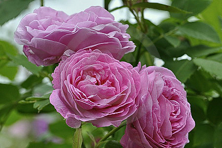 Drei Rosenblueten pink