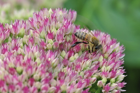 Fetthenne mit Biene