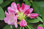 Rhododendronblueten