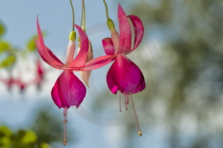 Fuchsienblueten