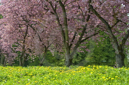 Blühende Nelkenkirschen am Niederrhein