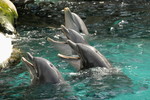 Delfinschau
