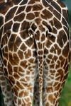 Nubische Giraffe (Giraffa camelopardalis)