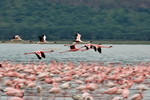 Flamingos im Flug