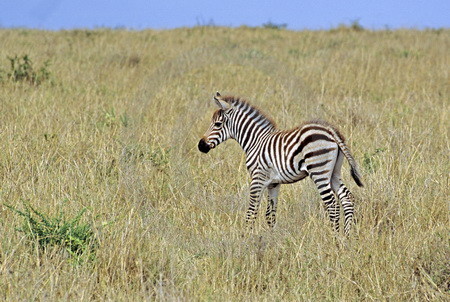 Zebra-Fohlen