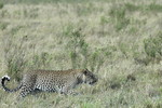 Schleichender Leopard
