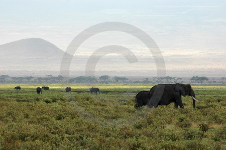 Elefanten im Nationalpark Amboseli