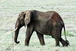 Afrikanische Elefantenkuh