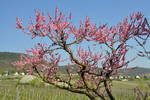Blühender Pfirsichbaum