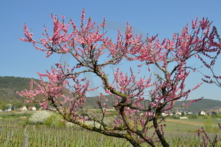 Blühender Pfirsichbaum