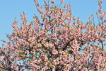 Blühender Mandelbaum