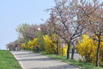 Mandelblüte an der Weinstrasse