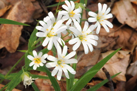 Wildblumen im NSG Ahrenshooper Holz