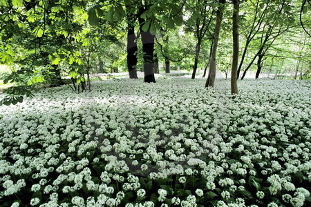 Bärlauchblüte im Schlosspark