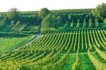 Weinanbau im Breisgau