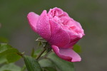 Pinkfarbene Rosenbluete
