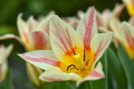Gelbrote Tulpen