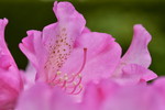 Rhododendronblüten, pink