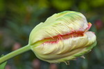 Papageien-Tulpe